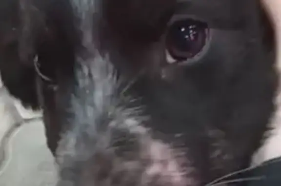 Собаки потеряшки, , фото: Потеряшка собака, пр. Строителей 16, Волгодонск