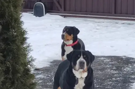 Собаки потеряшки, , фото: Потеряшка собака, ул. Вислевского, Губарёво