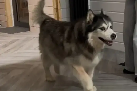 Собаки потеряшки, , фото: Потеряшка хаски на 