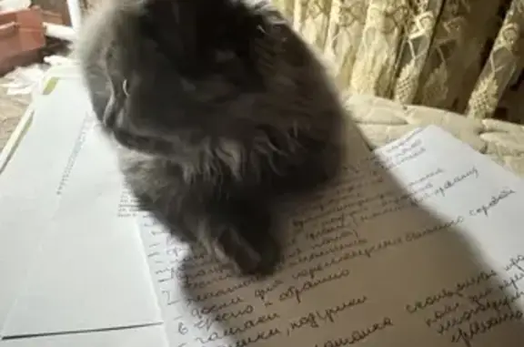 Кошки потеряшки, Краснослободск, фото: Потеряшка кошка на Дзержинского, 91А