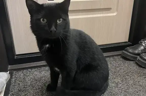 Найдена кошка, Уфа, фото: Кот найден на ул. Степана Кувыкина, 4