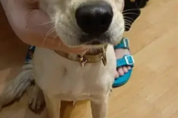 Найдена собака, Екатеринбург, фото: Собака найдена: ул. Степана Разина, Екб