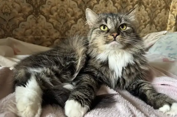 Кошки потеряшки, Калуга, фото: Потеряшка кошка, Перспективная 57, Калуга