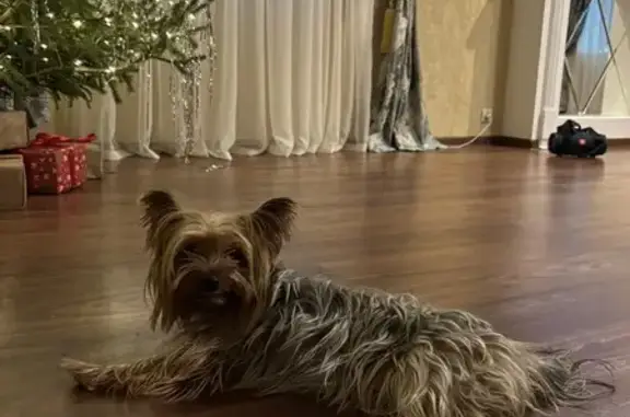 Собака найдена: Владимирская ул., Александров