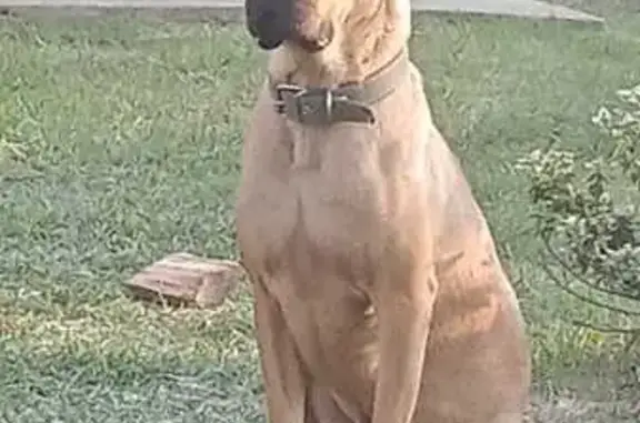 Собаки потеряшки, Янтарный, фото: Потеряшка собака, Садовая ул. 18, Янтарный