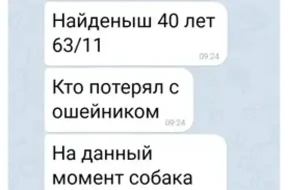 Собака найдена: пр. 40-летия Победы, 91