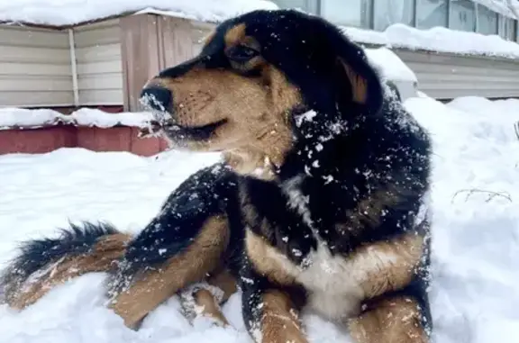 Собаки потеряшки, Кубовинский сельсовет, фото: Потеряшка собака, Лесная ул., Кубовая