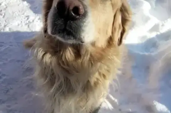 Потерянные животные Ярославль, фото: Пропала собака, 5-я Вокзальная, 18