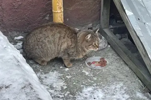 Кошка найдена: ул. Д.Донского, 32, Нск