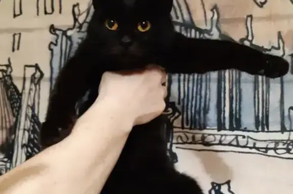 Найдена кошка, Орёл, фото: Кошка найдена: Планерная ул., 54, Орёл