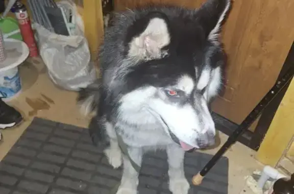 Собака найдена: Ковыльная ул., 123, Екб