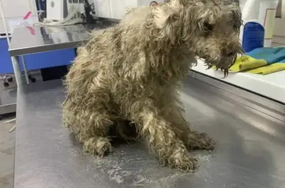 Найдена собака, Дзержинск, фото: Собака найдена на пр. Чкалова, 2, Дзержинск