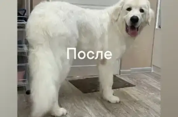 Потерянные животные Рыбинск, фото: Пропала собака, ул. Чкалова, Рыбинск