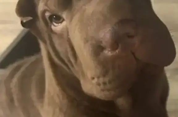 Собаки потеряшки, , фото: Потеряшка щенок, 1-я линия, Приладожское