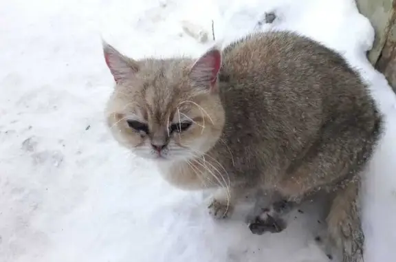 Кошка найдена на ул. Пришвина, Томск