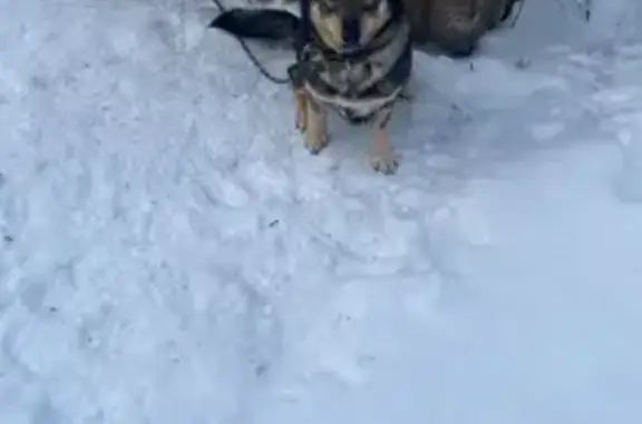 Пропала собака в Любовниково, Рязань