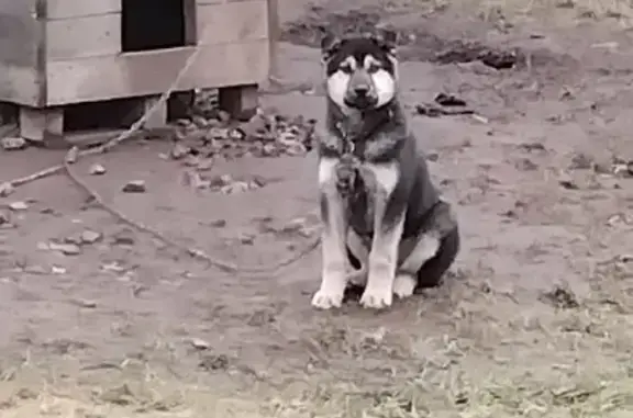 Собаки потеряшки, Подберезье, фото: Потеряшка собака, Подберезье, Центр. 1А