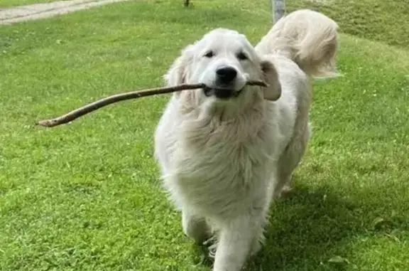 Собаки потеряшки, Дорожный, фото: Потеряшка собака, Железнодорожная 6, Дорожный