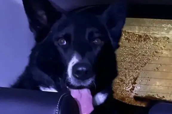 Найдена собака, Екатеринбург, фото: Собака найдена на ЕКАД у развязки Высоцкого