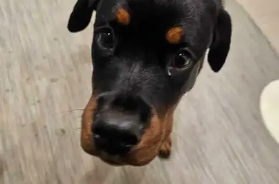 Найдена собака, Кременкульское, фото: Щенок ротвейлера найден у Кременкуля