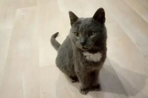 Найдена кошка, Чулым, фото: Кошка найдена: ул. Садовая, 14А, Чулым