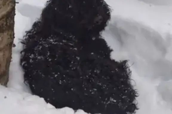 Найдена собака, Завьяловский район, фото: Собака найдена у СНТ Энергетик-3, Удмуртия