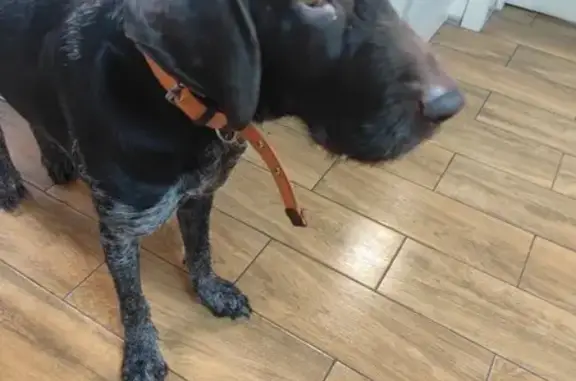 Найдена собака, Новоселье, фото: Собака найдена: Красносельское шоссе, 18