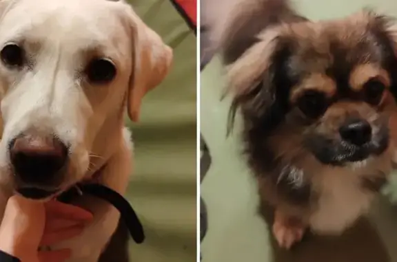 Найденные животные Дергаево, фото: Найдены собаки, ул. Октябрьская, 76