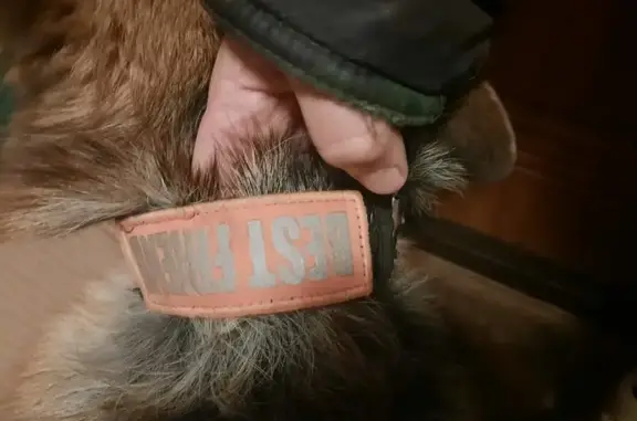 Найдена собака, Раменский муниципальный округ, фото: Найдена собака: Московское малое кольцо