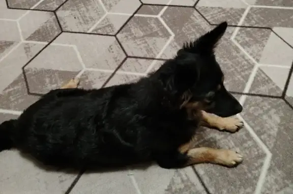 Собака найдена: ул. Катукова 29, Липецк