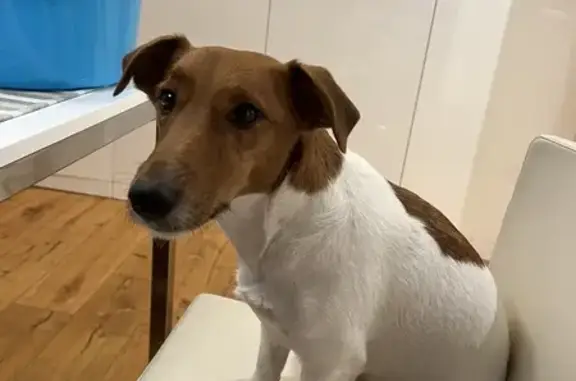 Собаки потеряшки, , фото: Потеряшка собака, Олимпийский проспект, Сириус