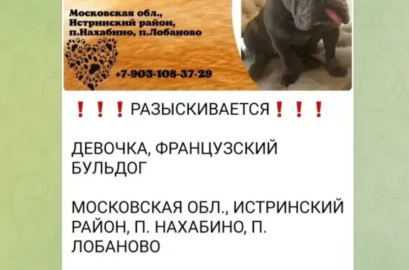 Собаки потеряшки, Лобаново, фото: Потеряшка собака, Монетная ул., 37