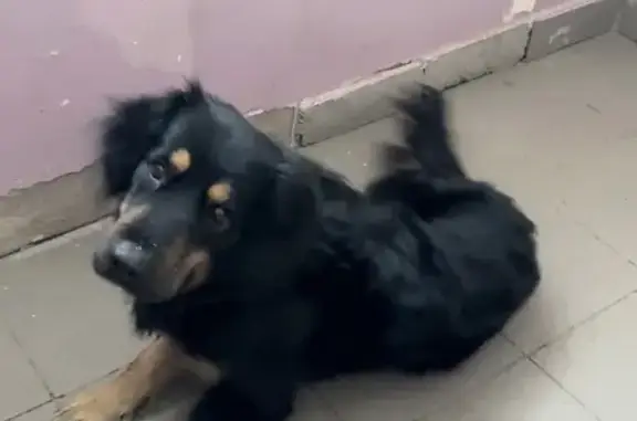 Найдена собака, Мирное, фото: Собака найдена: Солнечный город, 23, Мирное