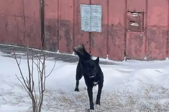 Собака найдена: ул. Мечникова, 1, Томск