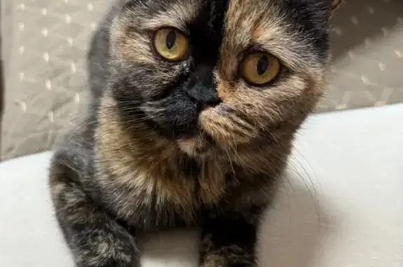 Кошки потеряшки, Великий Устюг, фото: Потеряшка кошка, ул. Сахарова 15А, В.Устюг