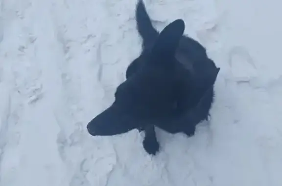 Найдена собака, Тольятти, фото: Собака найдена: пр. Степана Разина, 55