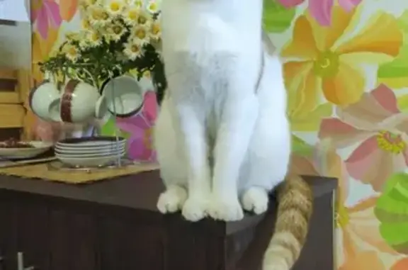Кошки потеряшки, Волжский, фото: Потеряшка кот, ул. 19 Партсъезда, 4, Волжский