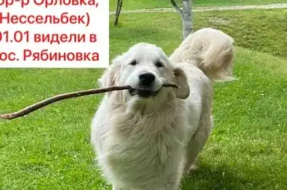 Собаки потеряшки, Дорожный, фото: Потеряшка собака, Железнодорожная 6, Дорожный