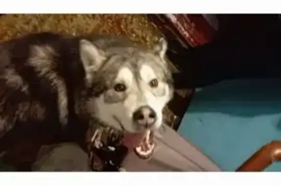 Найдена собака, Сельская ул, 3, Ижевск