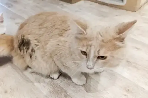 Найденные животные Сафоново, фото: Найдена кошка, ул. Гагарина, 9А, Сафоново