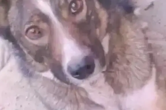 Собаки потеряшки, Курск, фото: Потеряшка собака, ул. Просторная, Курск