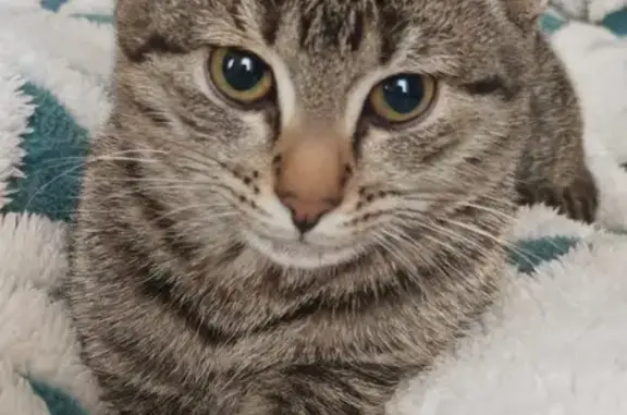 Объявления о пропавших и найденных животных, Тверь, фото: Пропала кошка, Тельмана 8, Тверь