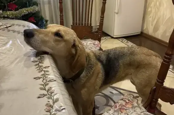 Найдена собака, Ивановское, фото: Собака найдена: Нагорная ул., Ивановское