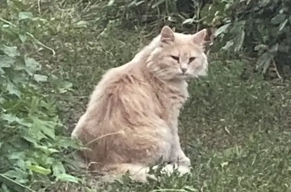 Пропала кошка, Мелеуз, ул. Советская, 58