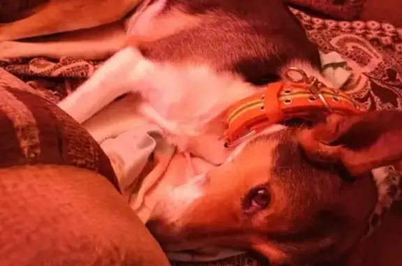 Объявления о пропавших и найденных животных, Лесное, фото: Пропала собака, Школьная ул., 37, Лесное