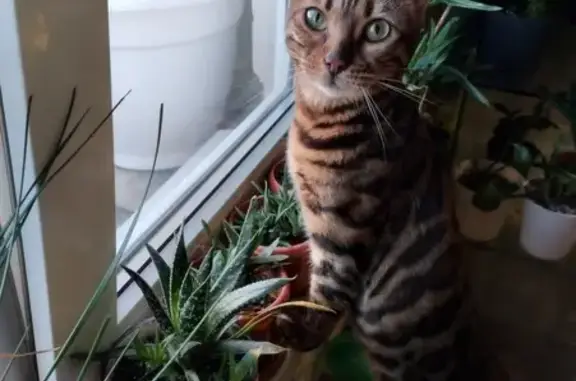 Найдена кошка, Стрельна, фото: Найдена бенгальская кошка, Стрельна, СПб