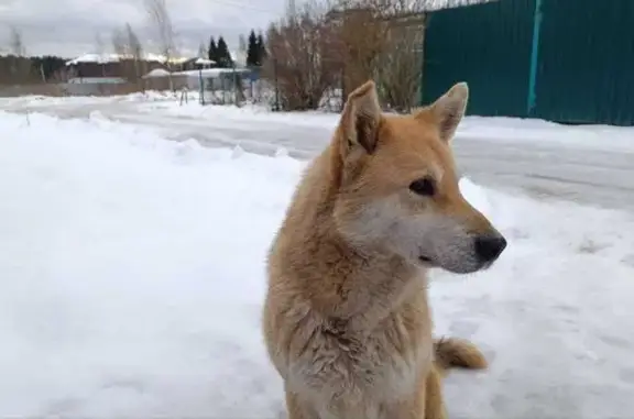 Найдена собака, Конаково