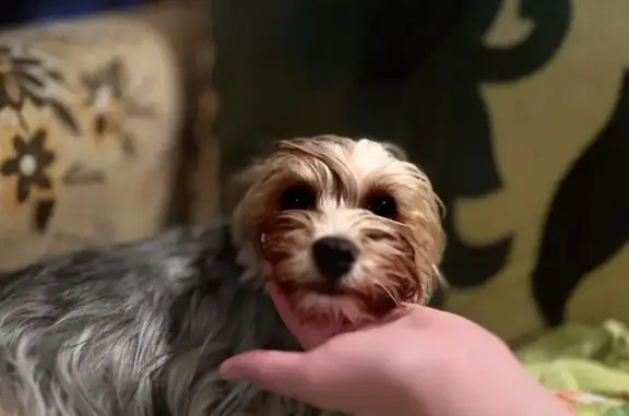 Собаки потеряшки, , фото: Потеряшка собака, Курлово, Новая ул.