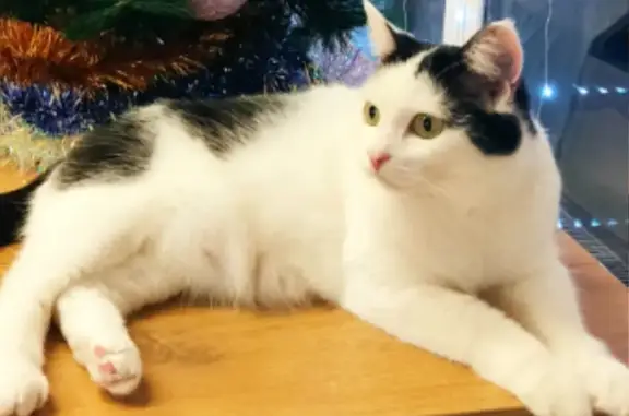 Кошки потеряшки, Волчанск, фото: Потеряшка кошка, Кольцевая 31А, Волчанск