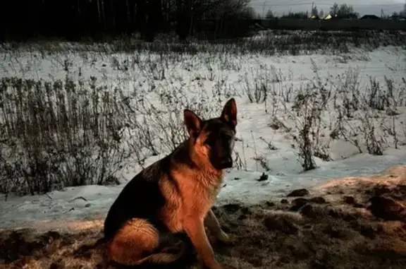 Собака найдена: 17А-1, Новоалександровское